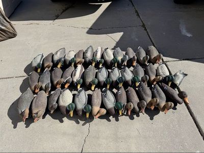 3 Dozen Duck Floater Decoys