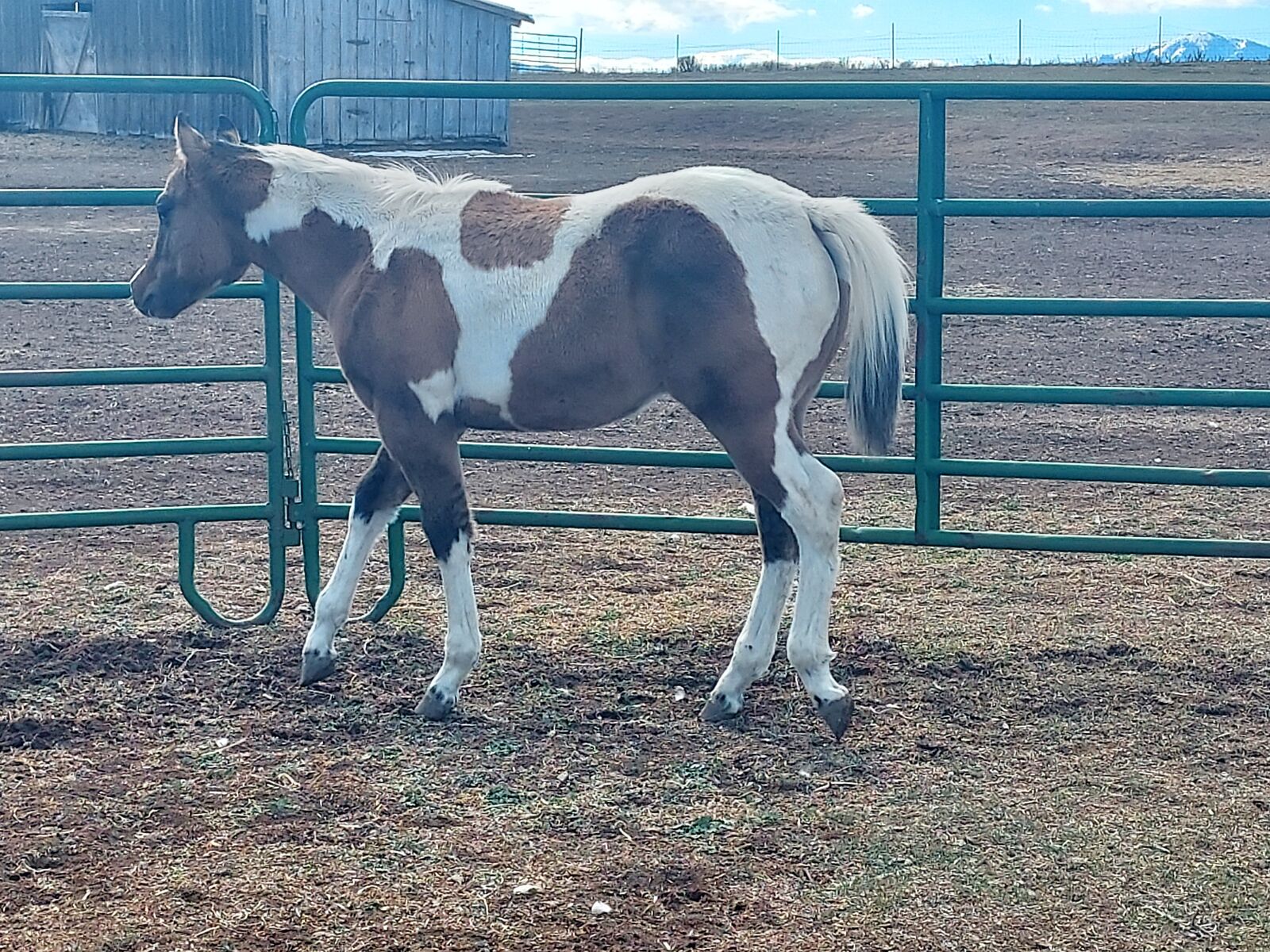 2 Year Old APHA Dunskin Gelding