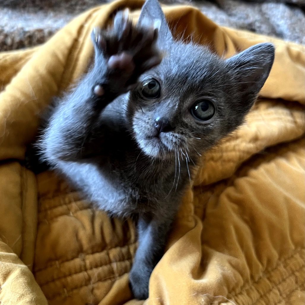 Hello my name is Thistle