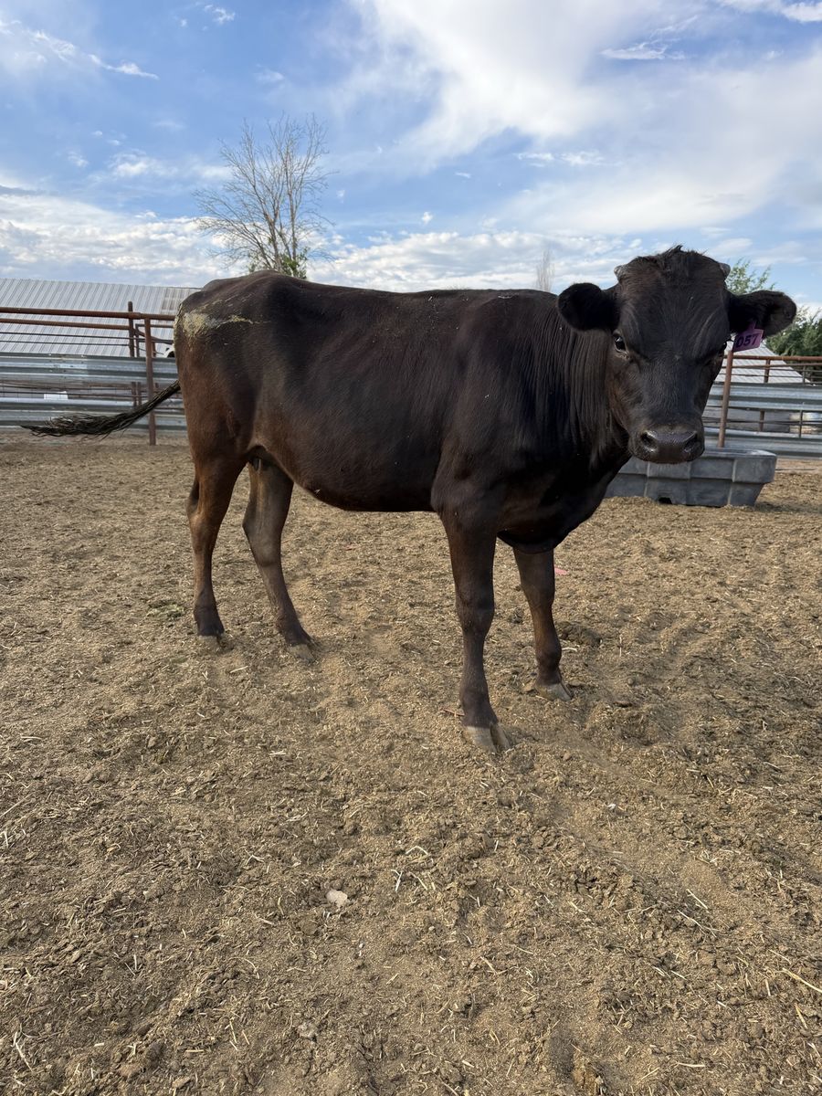 Jersey Angus cross heifer 700 lbs