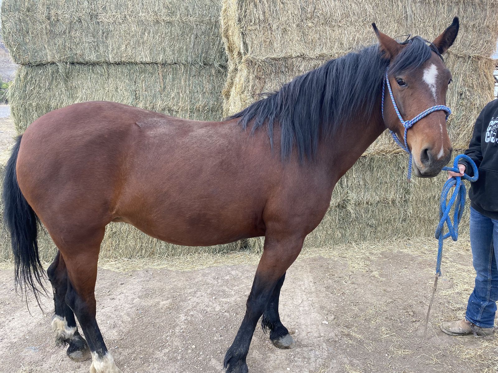 She Horse 4 Year old mustang mere