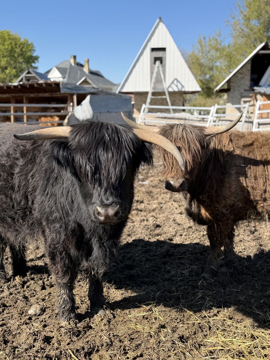 Mini Highland Heifers