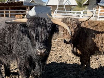 Mini Highland Heifers