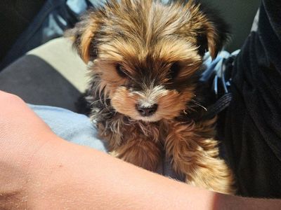 Yorkie Maltese
