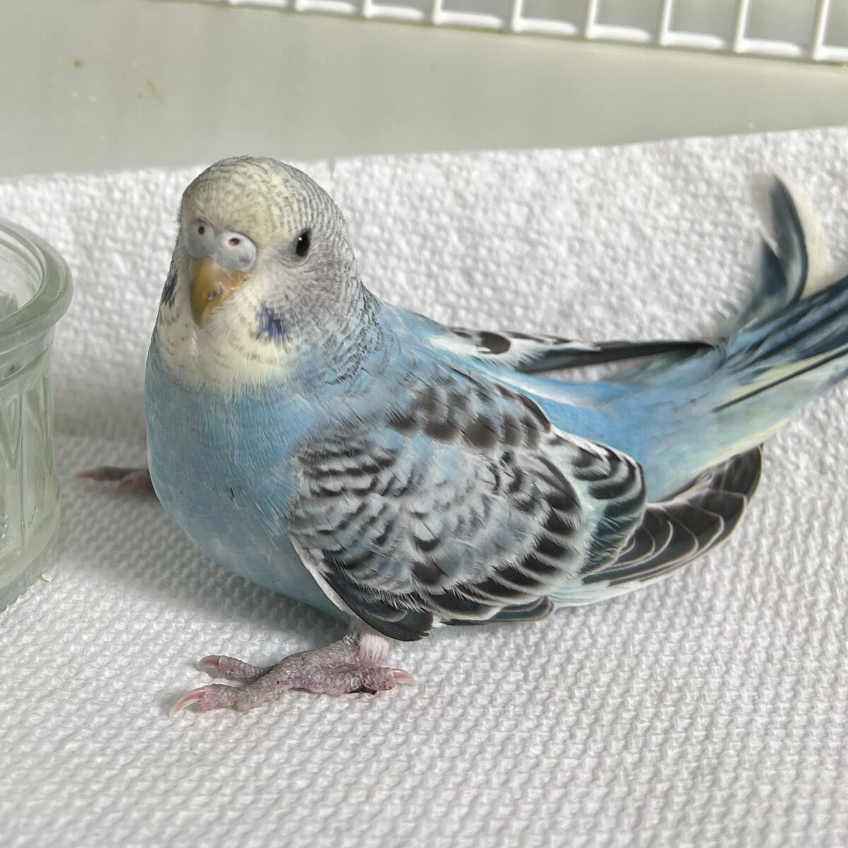 Baby Parakeet