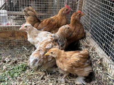 Free chicks