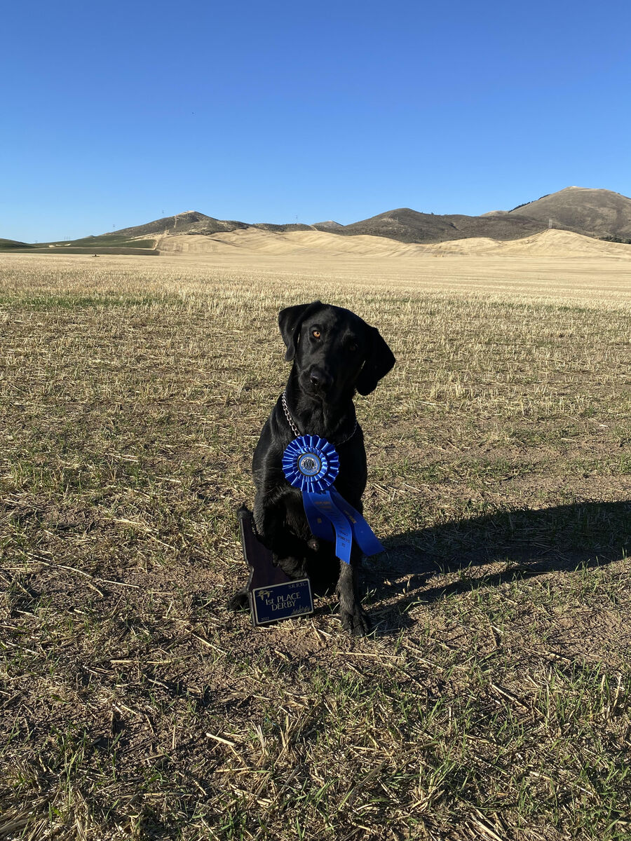 Titled Field Trial/Hunt Test Stud Labrador Retriever