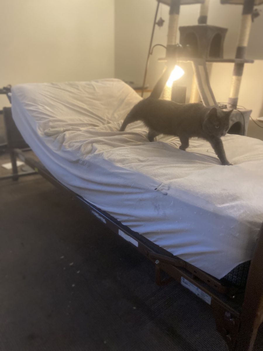 Hospital bed frame for sale free mattress