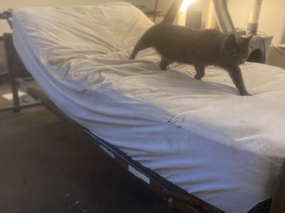 Hospital bed frame for sale free mattress