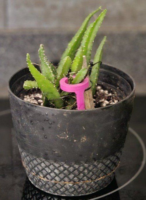 Live Potted DragonFruit Cactus Plant (Pitaya) in Nursery Pot
