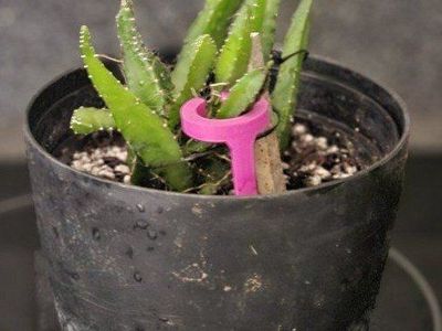 Live Potted DragonFruit Cactus Plant (Pitaya) in Nursery Pot