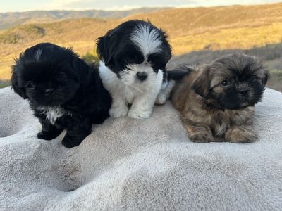 Purebred male Shih Tzu puppies