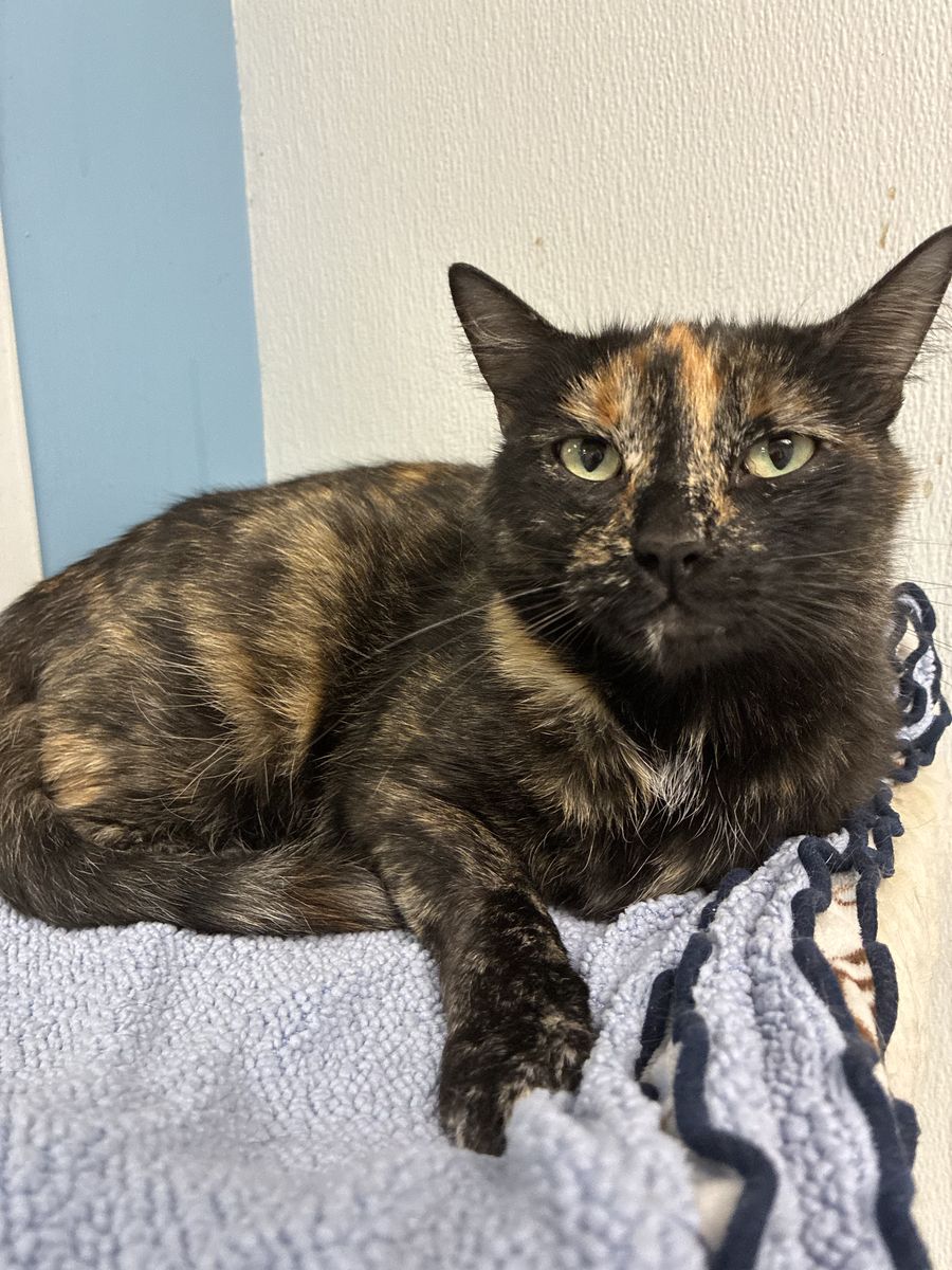 A154660, Hazel is Available for Adoption