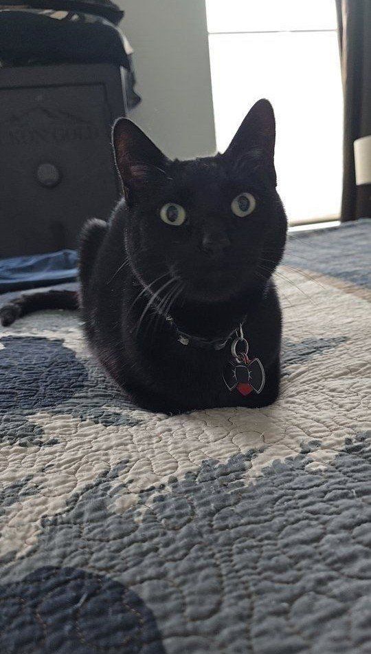 Friendly Black Cat, Male, Needs New Home