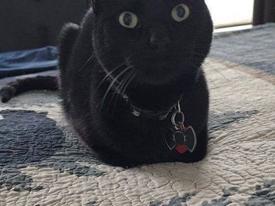Friendly Black Cat, Male, Needs New Home