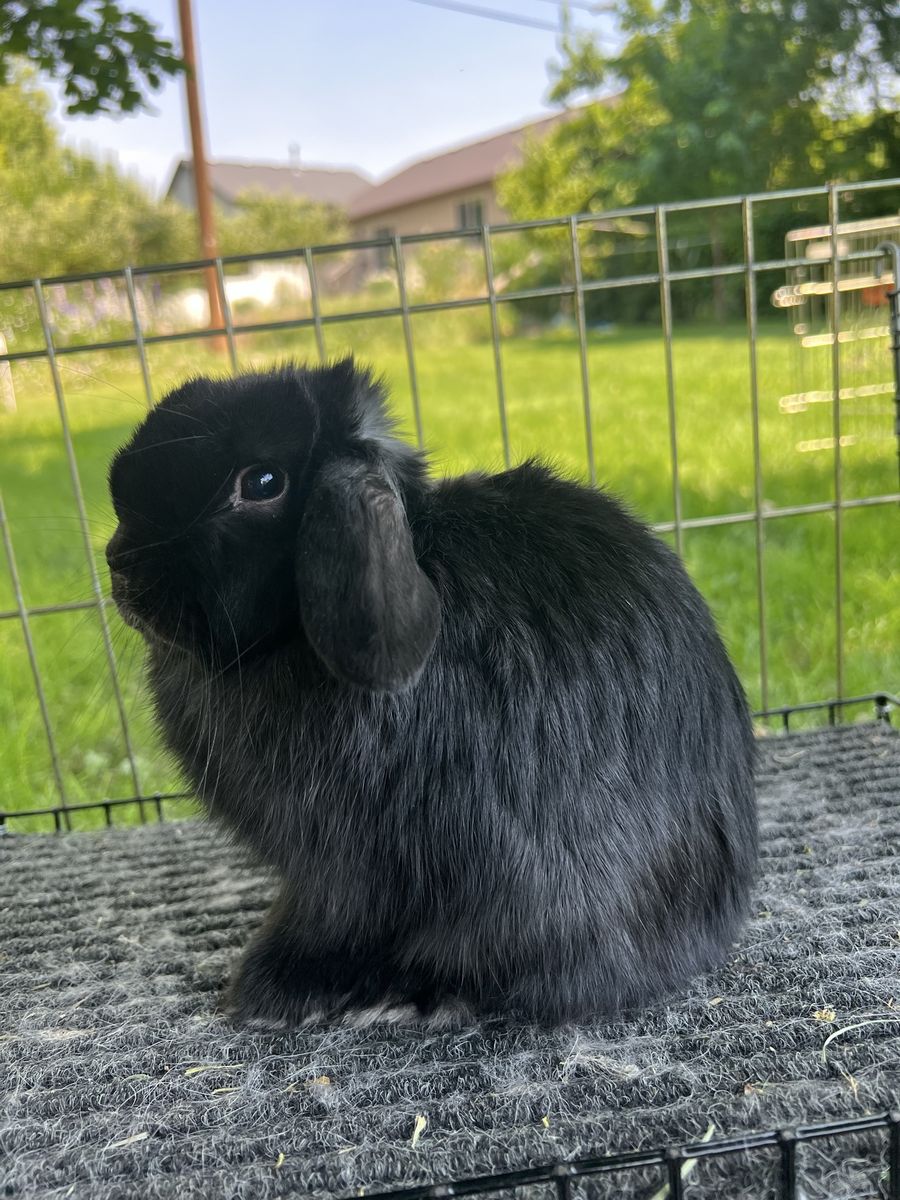 Purebred Pedigreed Show Holland Lop