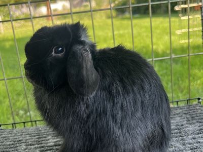 Purebred Pedigreed Show Holland Lop