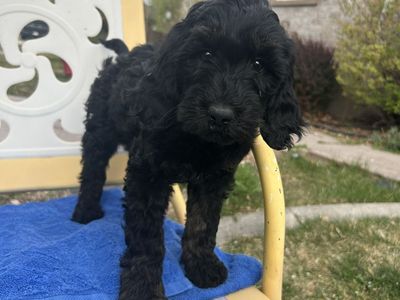 F1BGoldendoodle Rare Phantom Coloring