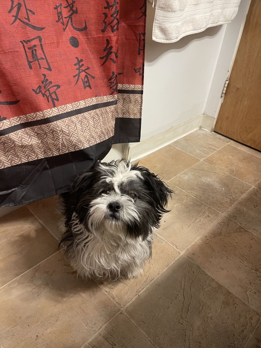 Shih Tzu