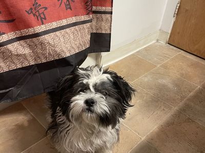 Shih Tzu