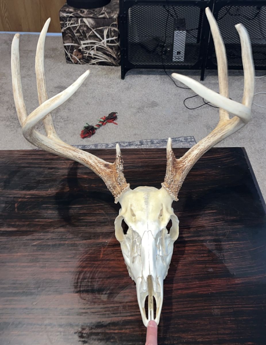 Deer Skull Taxidermy