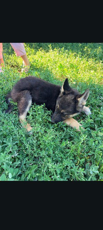 German Shepherd puppies 3 left