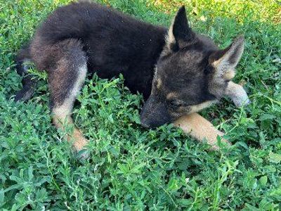 German Shepherd puppies 3 left