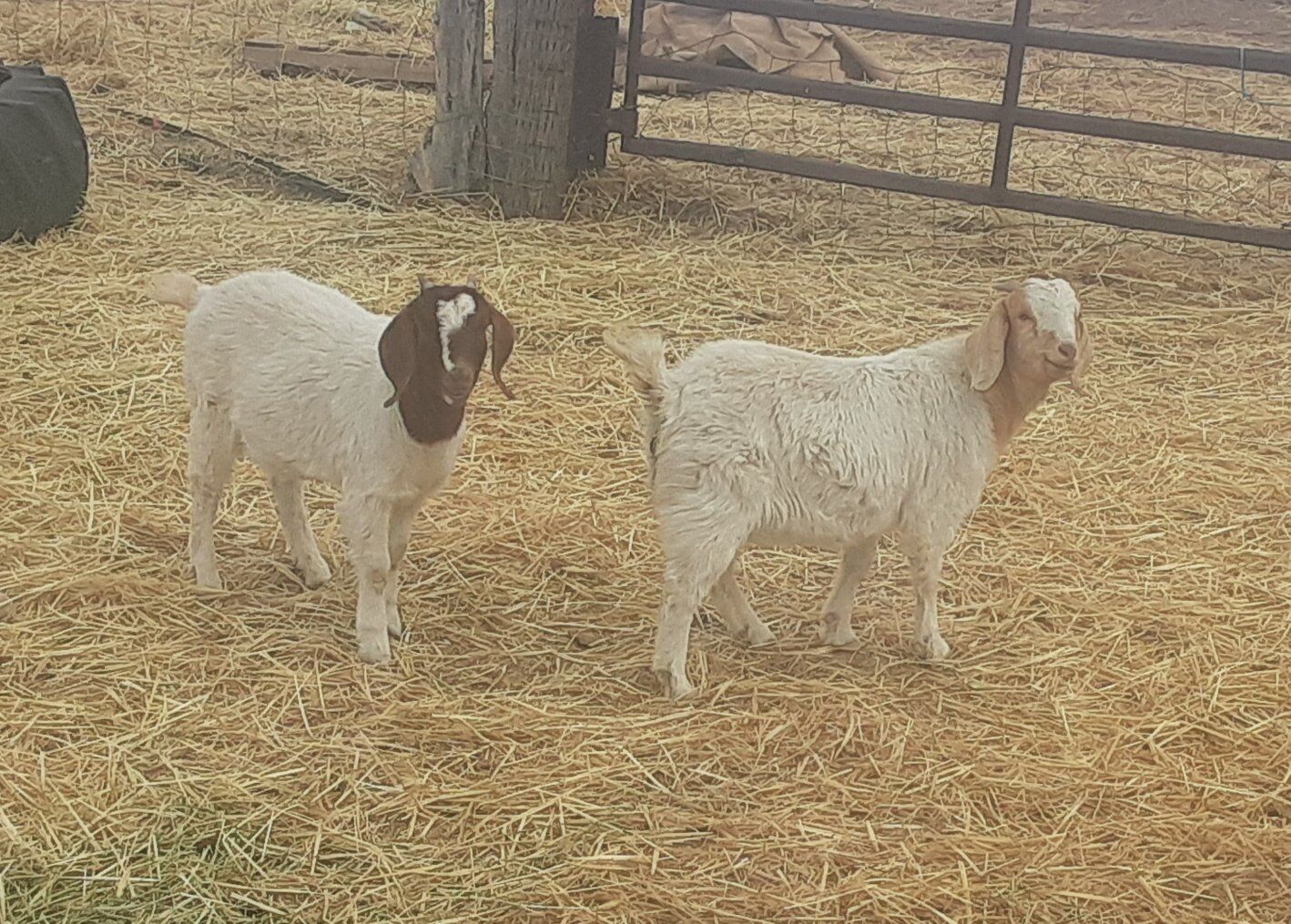 Two super friendly young boers