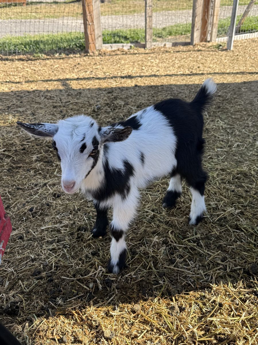 Nigerian Dwarf Does and Kids