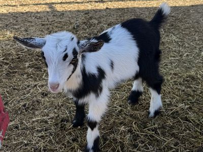 Nigerian Dwarf Does and Kids