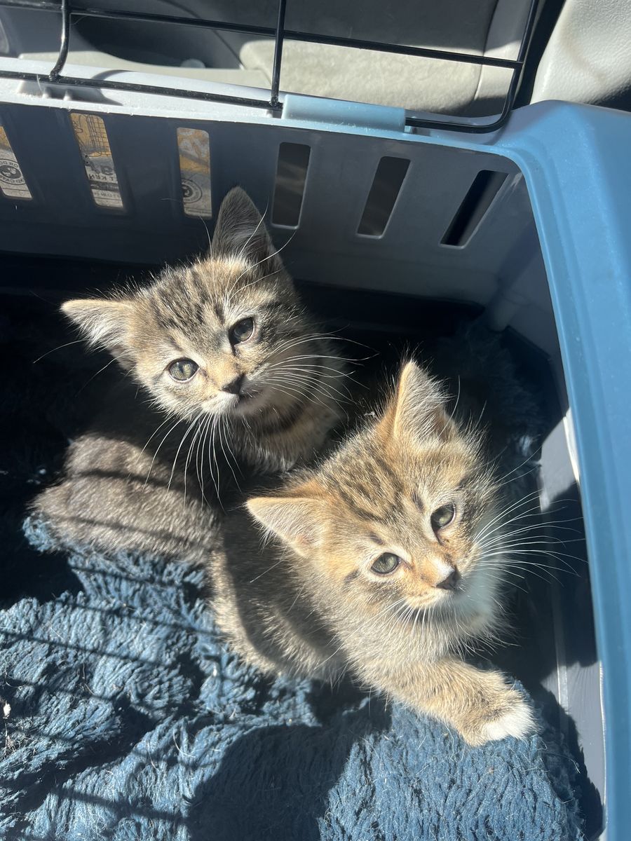 Hypoallergenic Russian Blue siberian Mix Kittens!!