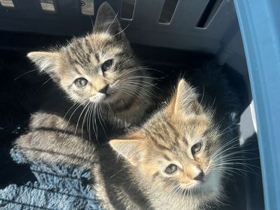 Hypoallergenic Russian Blue siberian Mix Kittens!!