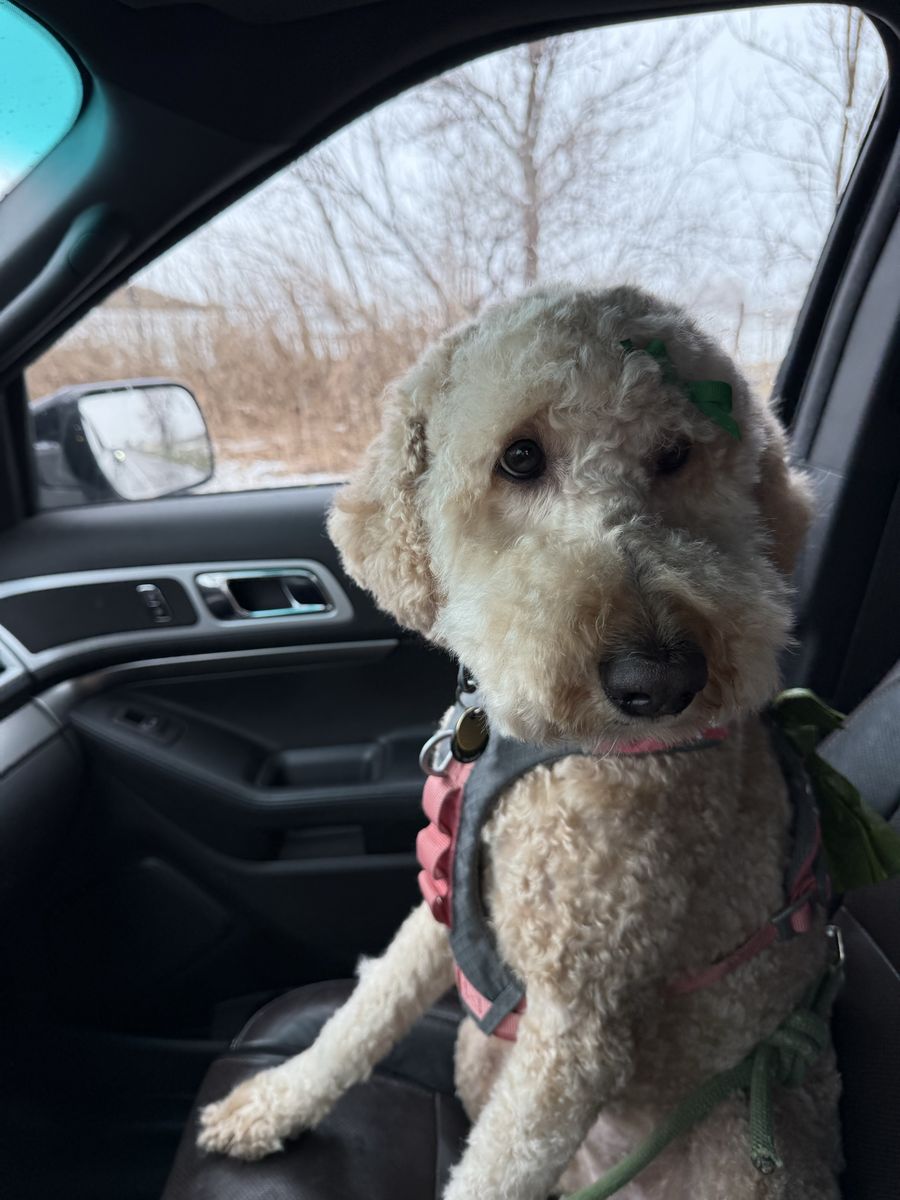 Mini Goldendoodle Female