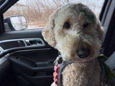 Mini Goldendoodle Female