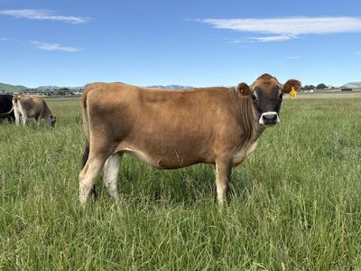 Certified Organic Jersey Springer Heifers