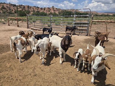 Goat Herd For Sale