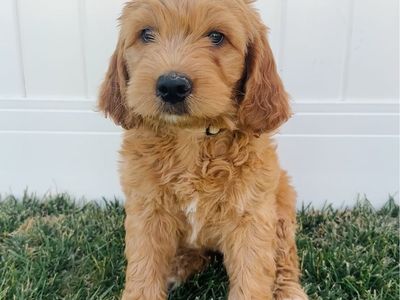 Medium Goldendoodle Puppies – 2 girls left