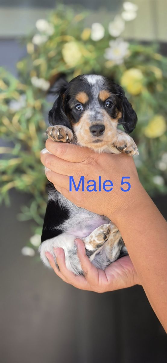 Dachshund Puppies