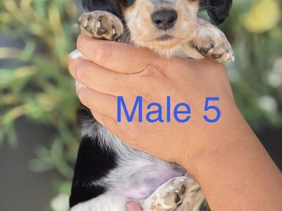 Dachshund Puppies