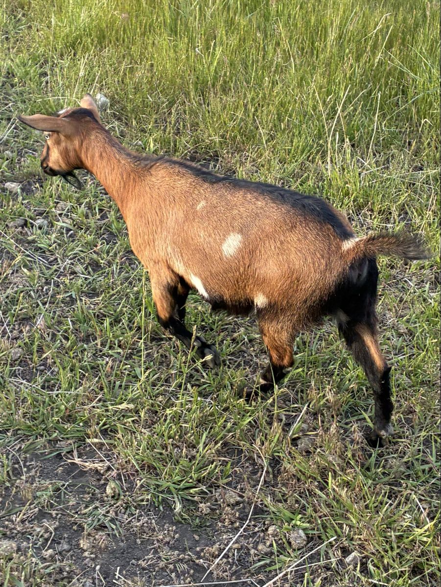 Petite AGS Nigerian Dwarf Doe