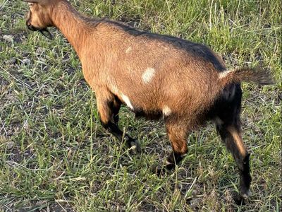 Petite AGS Nigerian Dwarf Doe