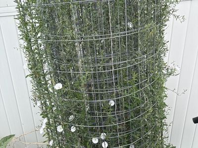 Wire Fencing - 5' Partial Roll