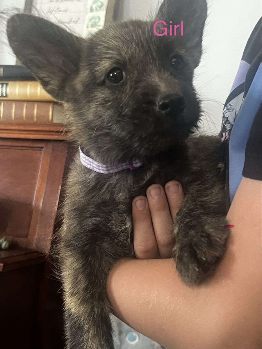 Only 2 puppies left! Dutch Shepherd/shorgi mix!