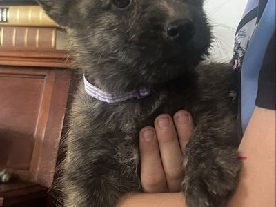 Only 2 puppies left! Dutch Shepherd/shorgi mix!