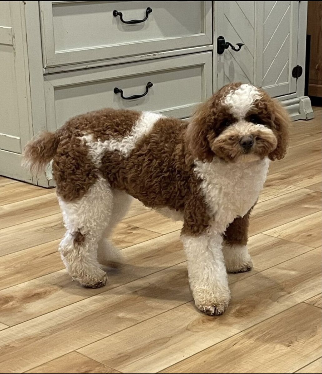 AKC Mini Parti Poodle Stud