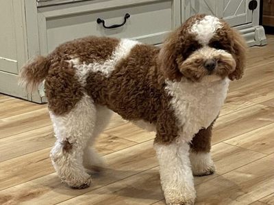 AKC Mini Parti Poodle Stud