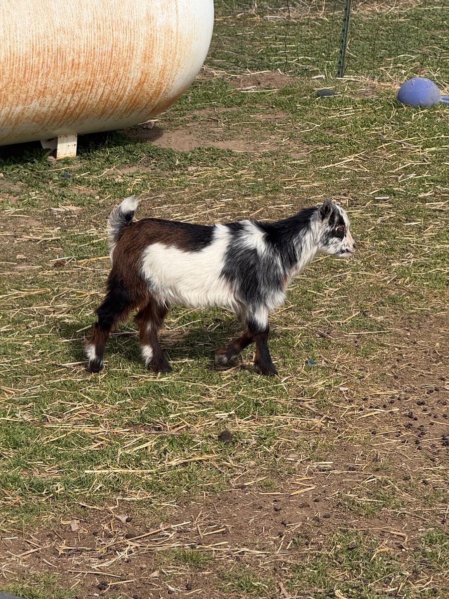 12 week old Nigerian Dwarfs, wether bucklings
