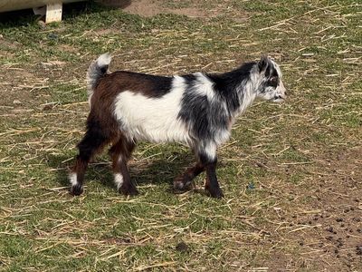12 week old Nigerian Dwarfs, wether bucklings