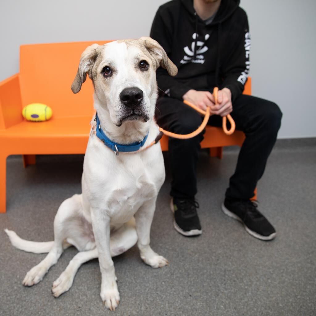 Hello my name is Stewie