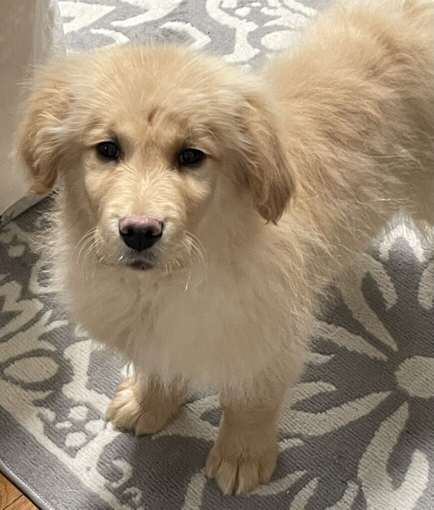 Purebred Golden Retriever Puppy